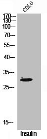 Anti-Phospho-CD40 (T254)