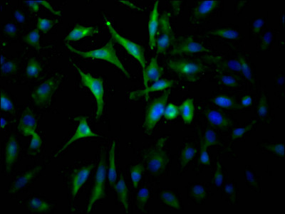 Anti-JAK2 Recombinant Monoclonal, clone 10B6