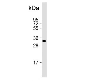 Anti-HPGD / 15-PGDH