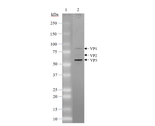 AAV8 Luciferase-mCherry