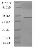 Interleukin-33 (IL33), partial, swine, recombinant