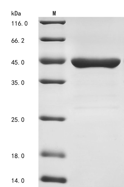 D-alanine--D-alanine ligase (ddl), Staphylococcus aureus, recombinant