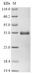 Muscarinic acetylcholine receptor M2 (CHRM2), partial, human, recombinant