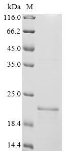 G-protein coupled bile acid receptor 1 (GPBAR1), partial, human, recombinant