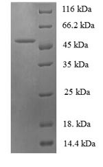 Interleukin-6 (IL6), sheep, recombinant