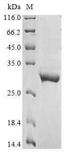 Gamma-aminobutyric acid receptor subunit beta-2 (GABRB2), partial, human, recombinant