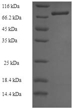 Thioredoxin reductase 2, mitochondrial (TXNRD2), human, recombinant