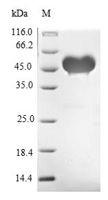 Protein jagged-1 (Jag1), partial, mouse, recombinant