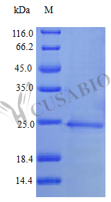 Interferon alpha-1/13 (IFNA1) (Active), human, recombinant