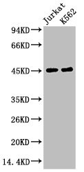 Anti-FCGR3A Monoclonal