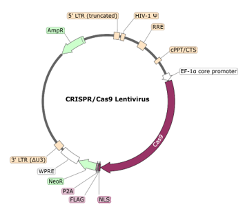 Cas9 Lentivirus (Neomycin Selection)