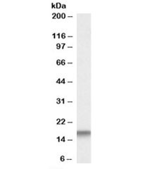 Anti-Cystatin 3