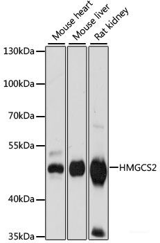 Anti-HMGCS2