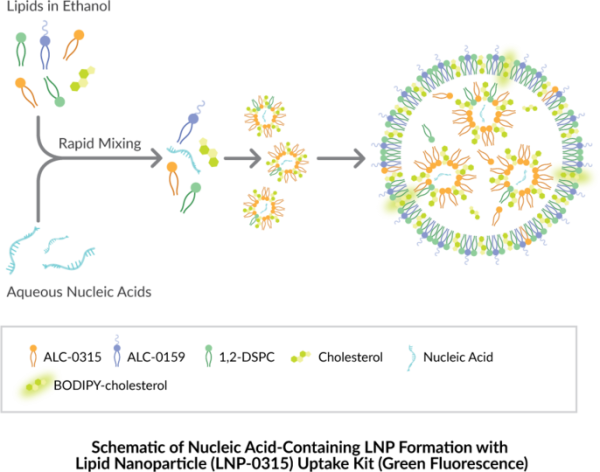 LipidLaunch(TM) LNP-0315 Uptake Kit (Green Fluorescence)