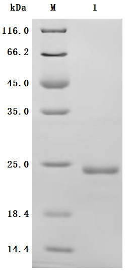 Interleukin-6 (IL6) (Active), human, recombinant