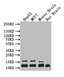 Anti-HIST1H4A Recombinant Monoclonal, clone 14D5