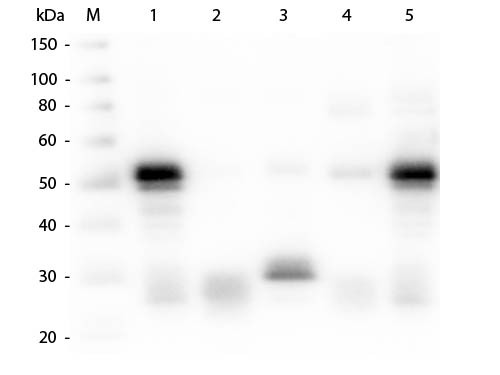 Anti-Rabbit IgG (H&amp;L) [Goat] Alkaline Phosphatase conjugated