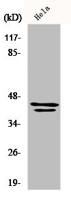 Anti-MAPK3/MAPK1