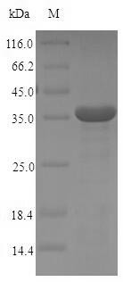 High affinity immunoglobulin epsilon receptor subunit alpha (FCER1A), partial, human, recombinant