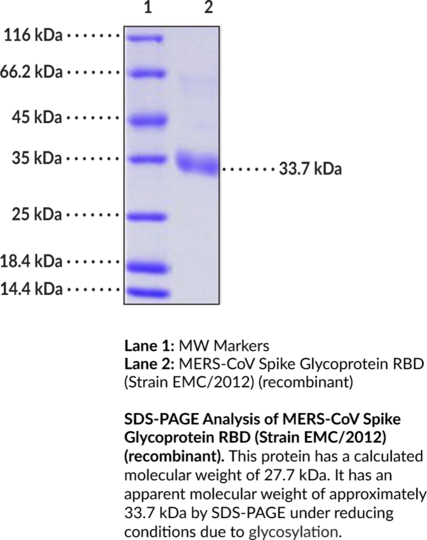 MERS-CoV Spike Glycoprotein RBD (Strain EMC/2012) (recombinant)