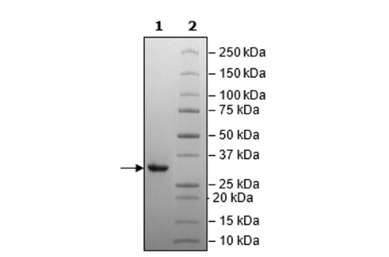 3CL Protease (P252L) (SARS-CoV-2) Recombinant