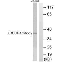 Anti-XRCC4