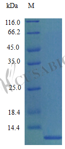 C-C motif chemokine 7 protein (Ccl7) (Active), mouse, recombinant