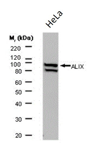 Anti-ALIX, clone 3A9