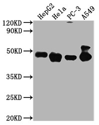 Anti-PD-L2 Monoclonal, clone 7F11D11