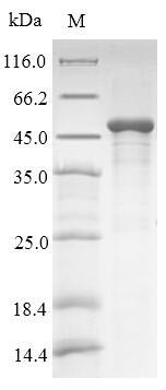 HLA class I histocompatibility antigen, alpha chain G (HLA-G),partial, human, recombinant