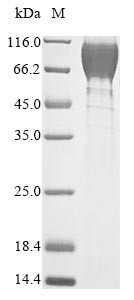 Heat-stable enterotoxin receptor (Gucy2c), partial, mouse, recombinant