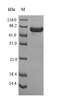 Peroxisomal biogenesis factor 19 (PEX19) (Active), human, recombinant