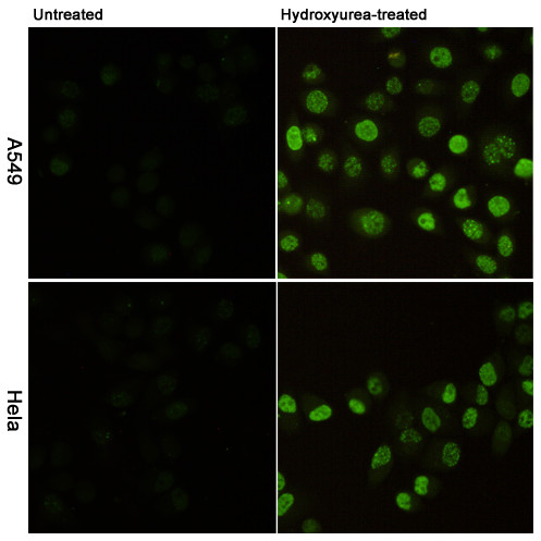 Anti-Histone H2A.X (phospho S139)