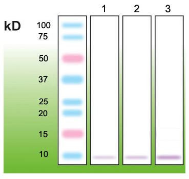 Anti-Metallothionein, clone N11-G