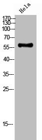 Anti-Phospho-CHEK2 (T387)