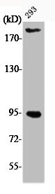 Anti-Phospho-IGF1R/INSR (Y1161)