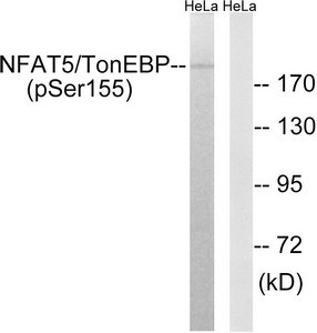 Anti-Phospho-NFAT5 (Ser155)