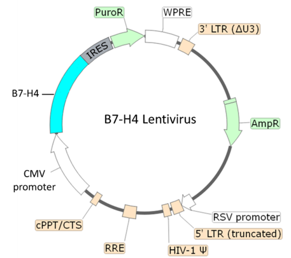 B7-H4 Lentivirus