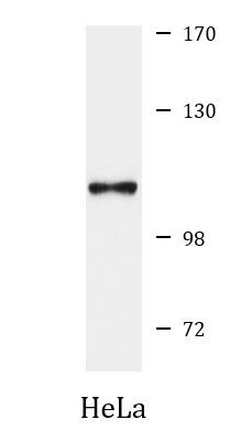 Anti-Cullin 4B