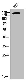 Anti-Phospho-MET (Y1356)