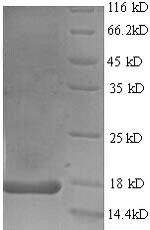 Interleukin 17A (IL17A), partial, rabbit, recombinant