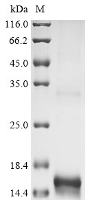 Interleukin-13 (IL13), dog, recombinant