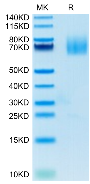 Human CD27 Ligand/CD70 Protein