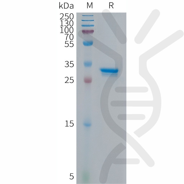 Human p16(77-106) Protein, hFc Tag