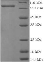 72KDA type IV collagenase (Mmp2), rat, recombinant