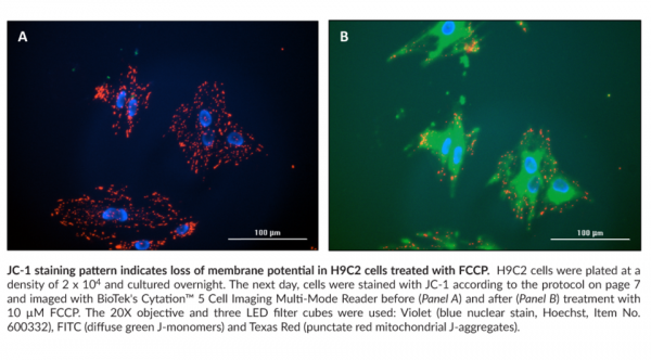 JC-1 Mitochondrial Membrane Potential Assay Kit