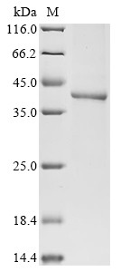 Cyclin-dependent kinase 7 (CDK7), human, recombinant