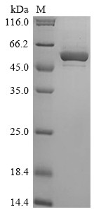 Cytochrome P450 1A1 (CYP1A1), human, recombinant