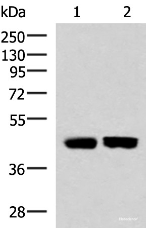 Anti-KIR3DL1