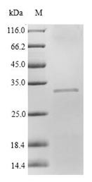 Complement factor D (Cfd), rat, recombinant